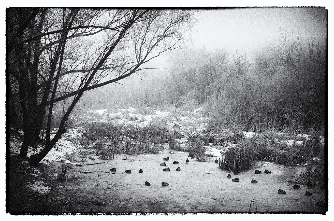 Не улетевшие