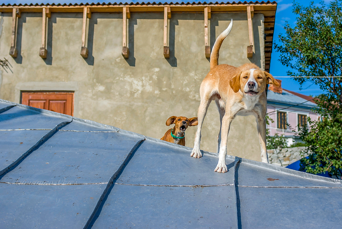 И на крышах кипит жизнь...