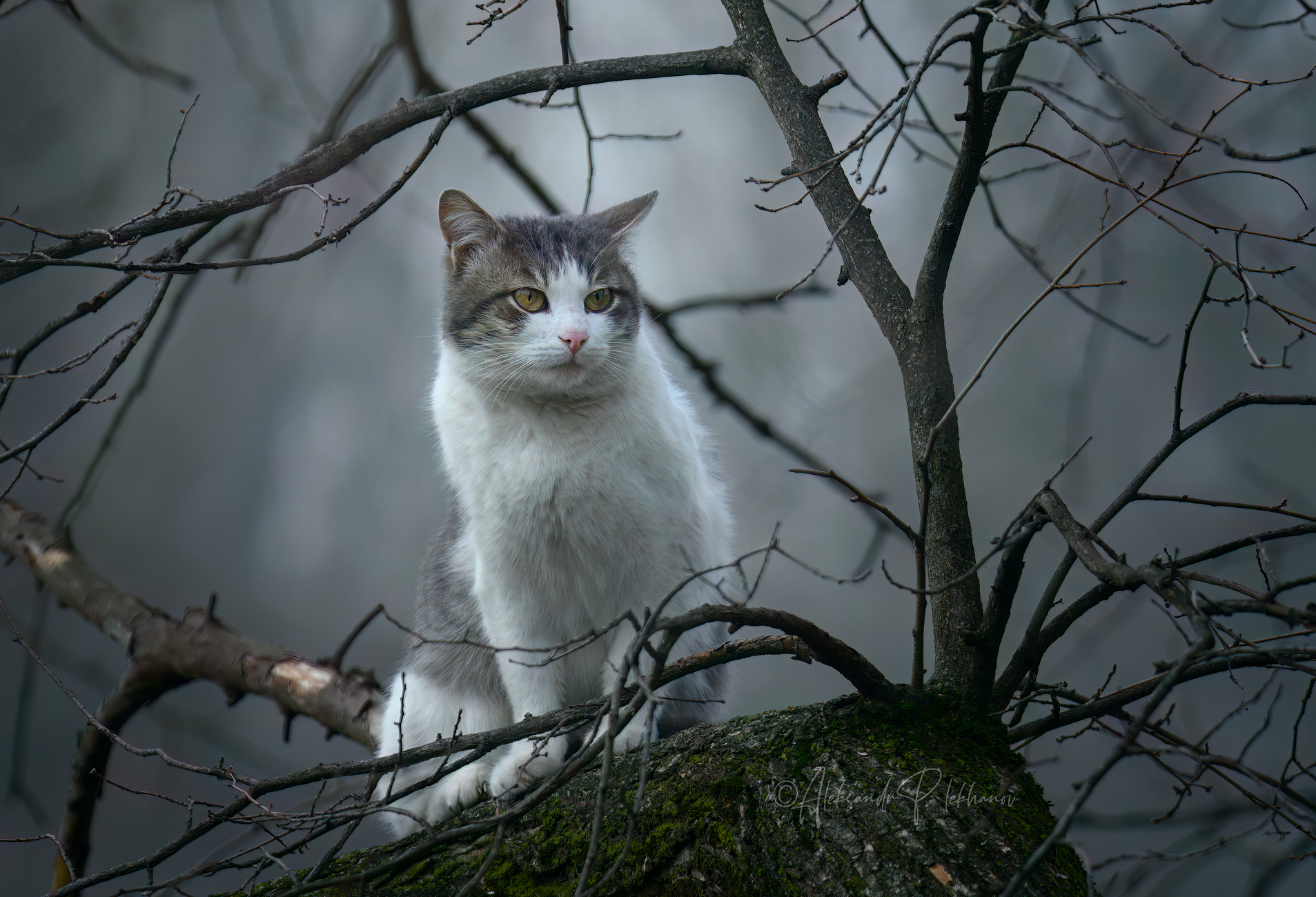 Я кот. Гуляю сам по себе и хожу где вздумается.