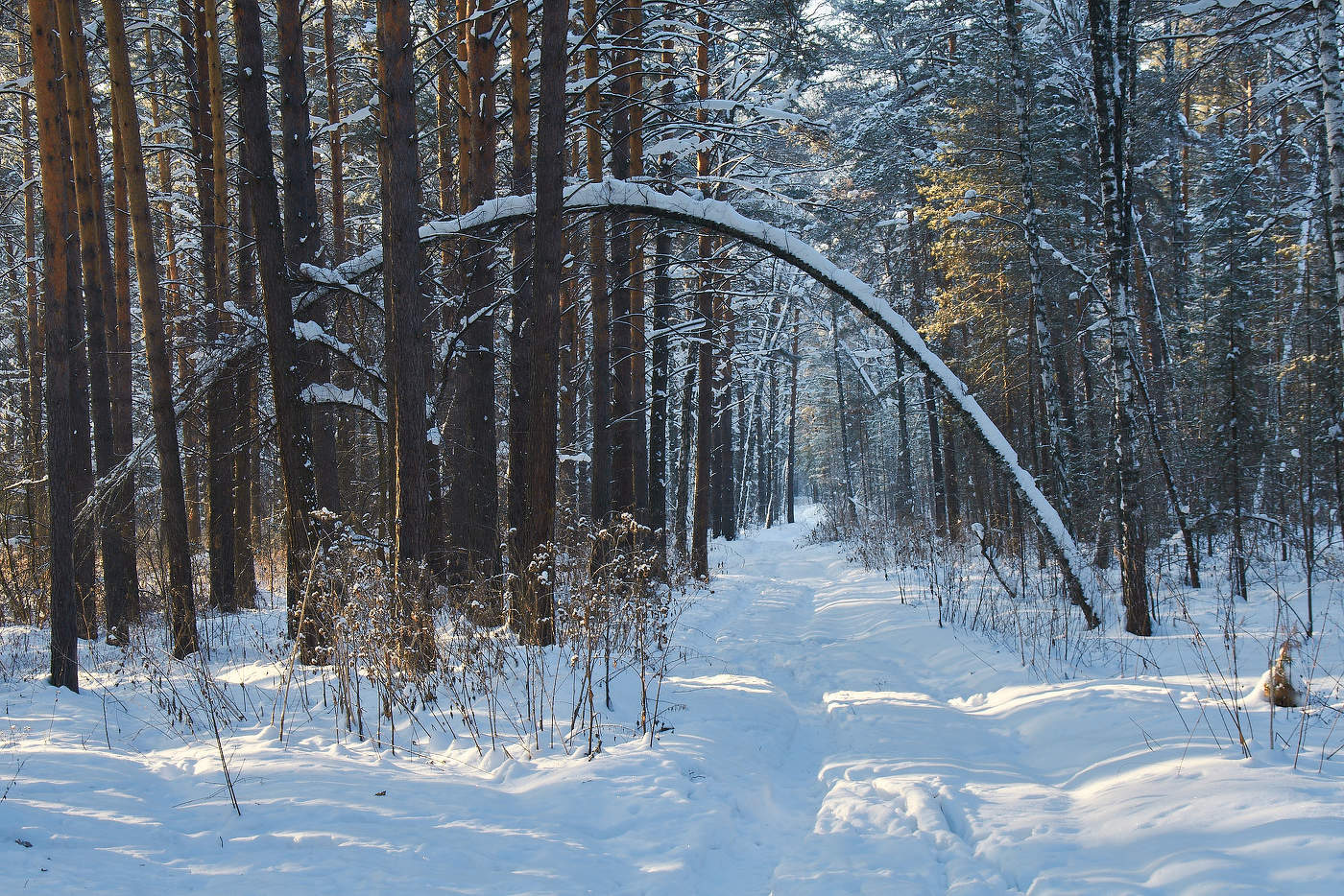 Зимняя тропинка