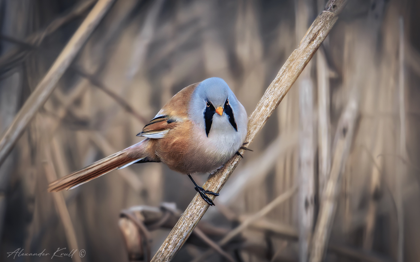Усатенький