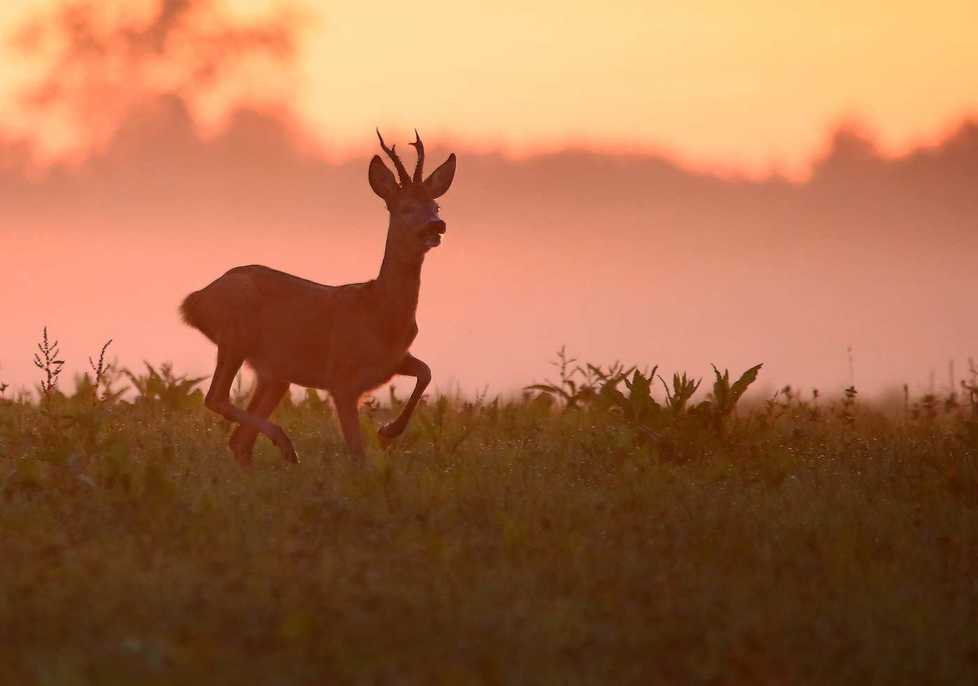 пробежаться по росе