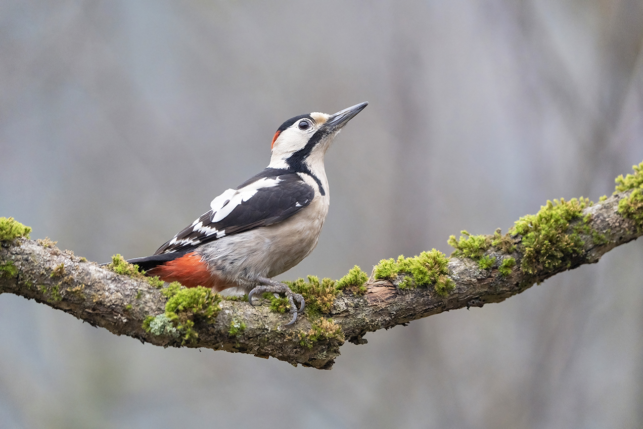 Сирийский дятел