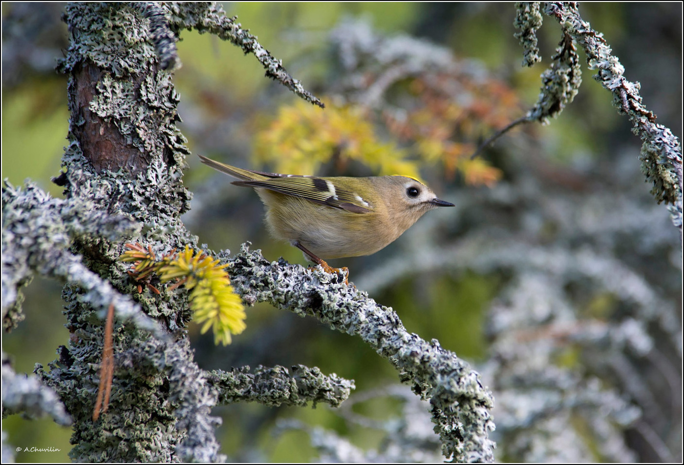 В сказочном лесу