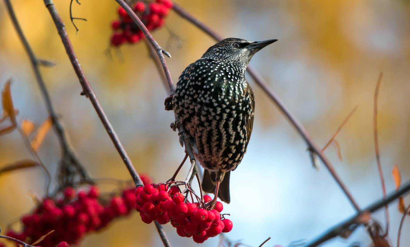 Кедровка на рябине.