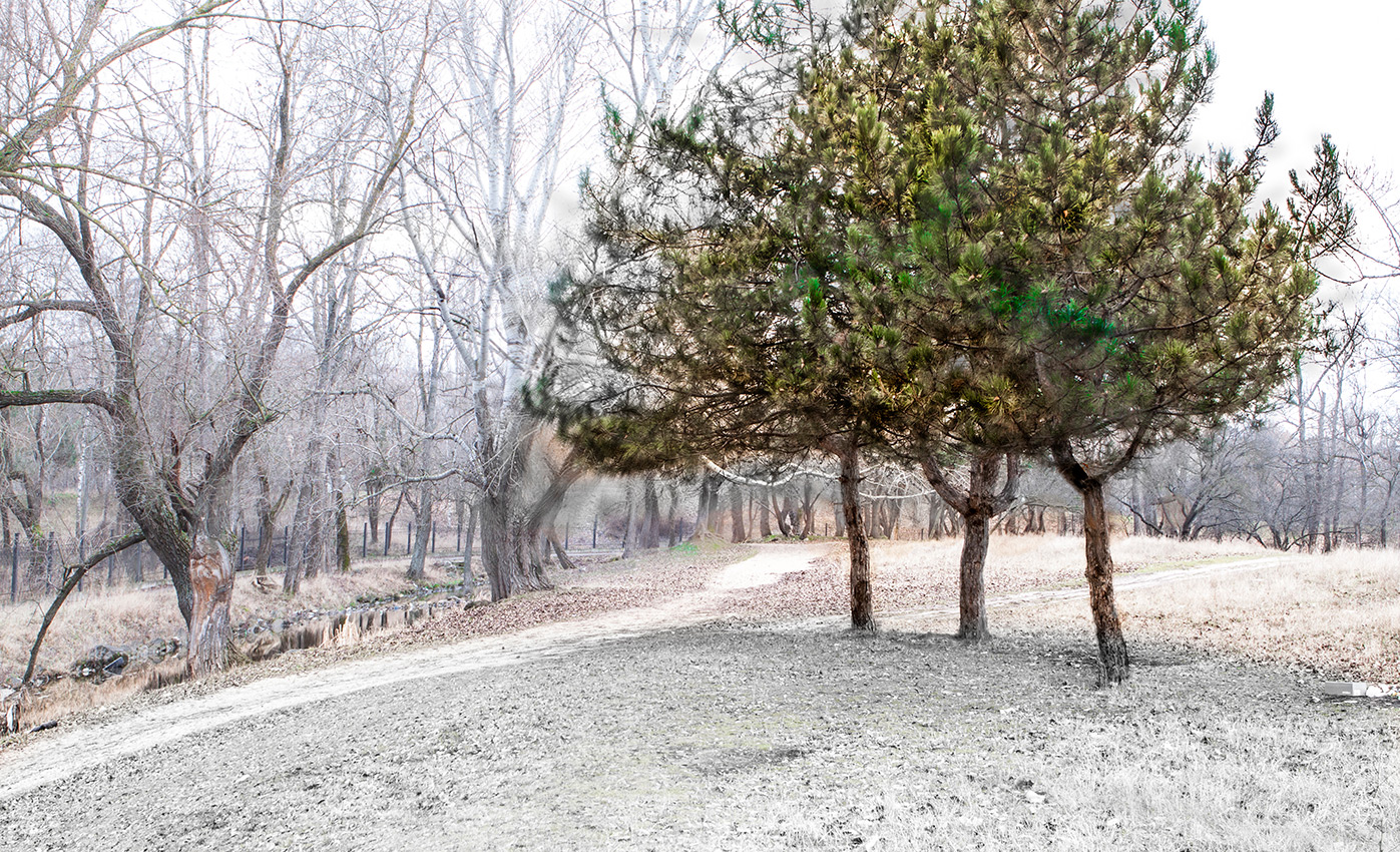 В трёх соснах.