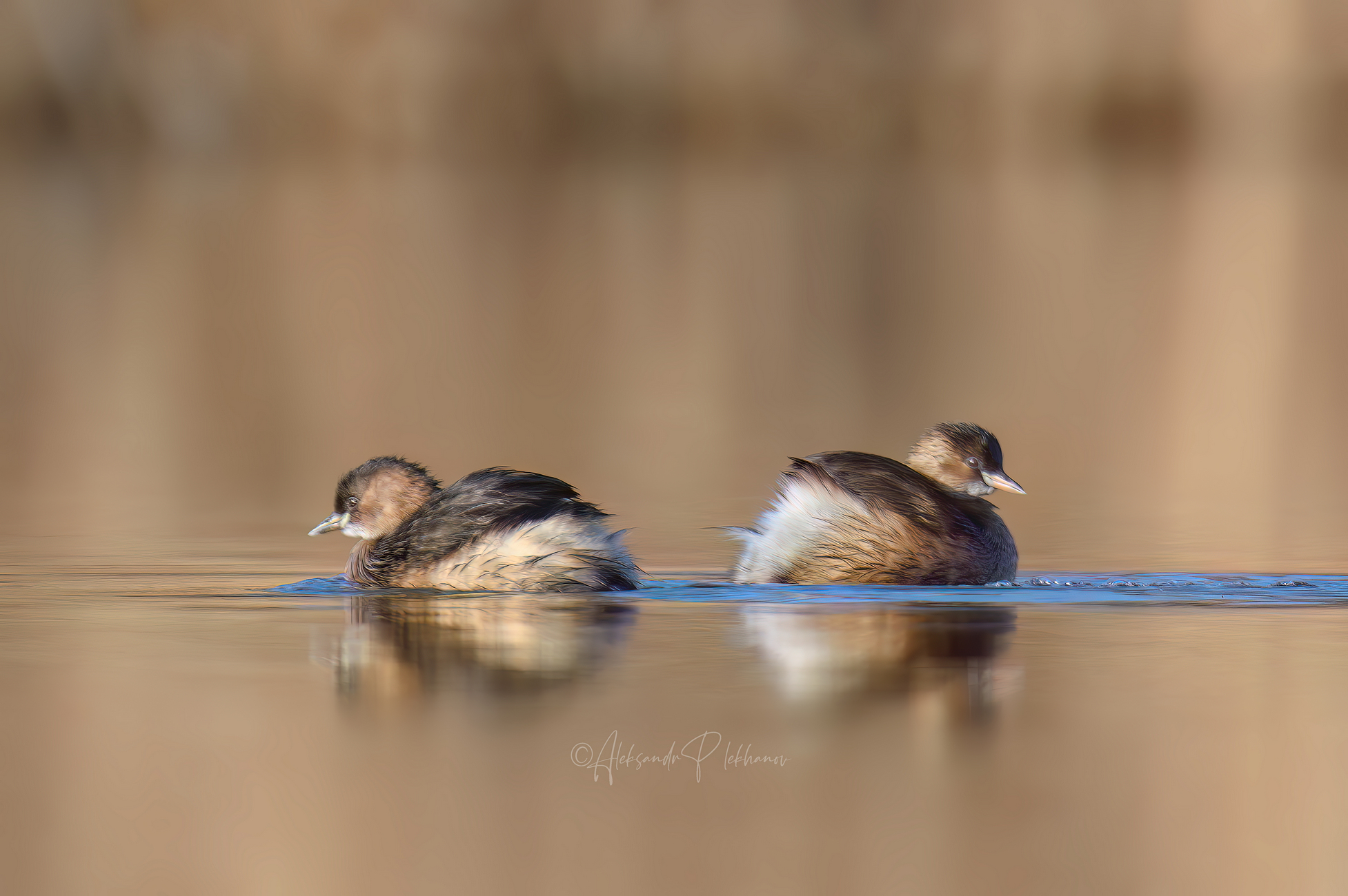Золотое сечение