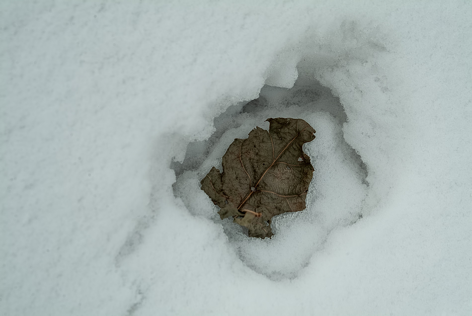 Банный лист.