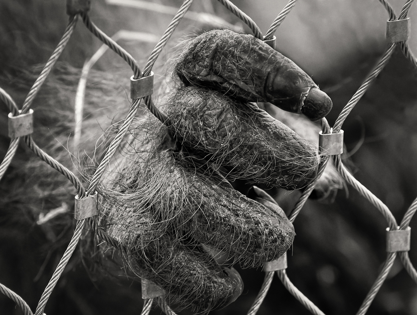 ZOO___ иллюзия свободы