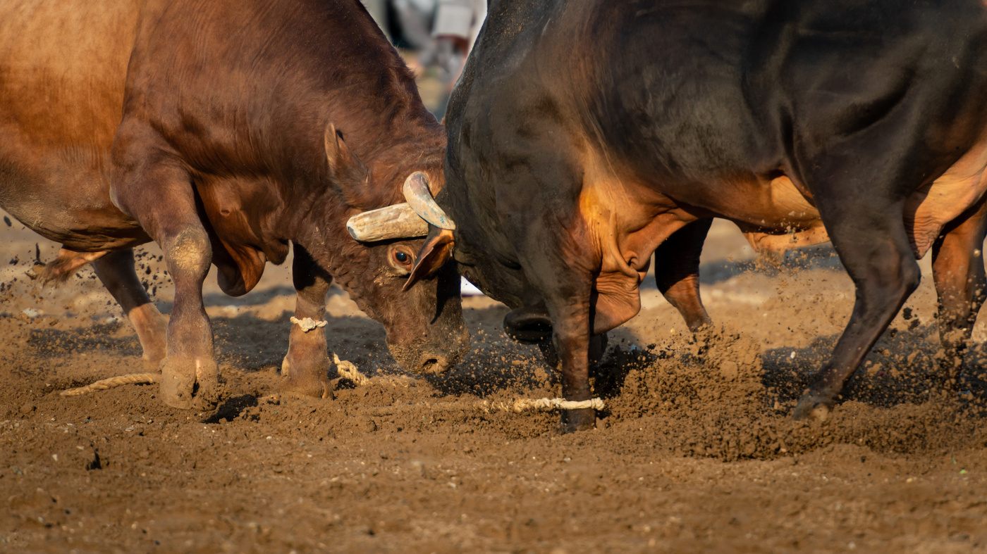 казались домашними животными