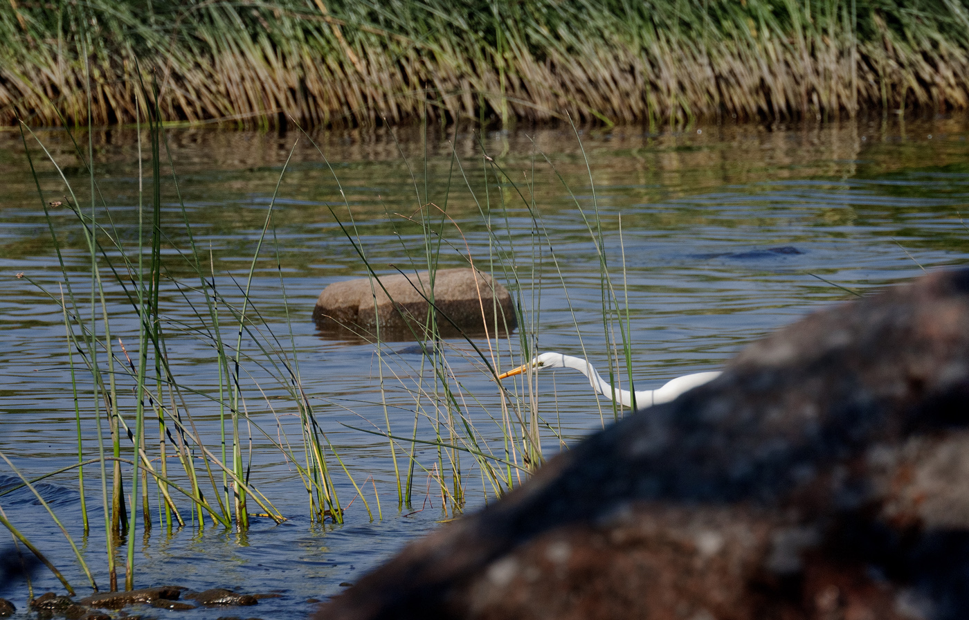Маркизова лужа 4