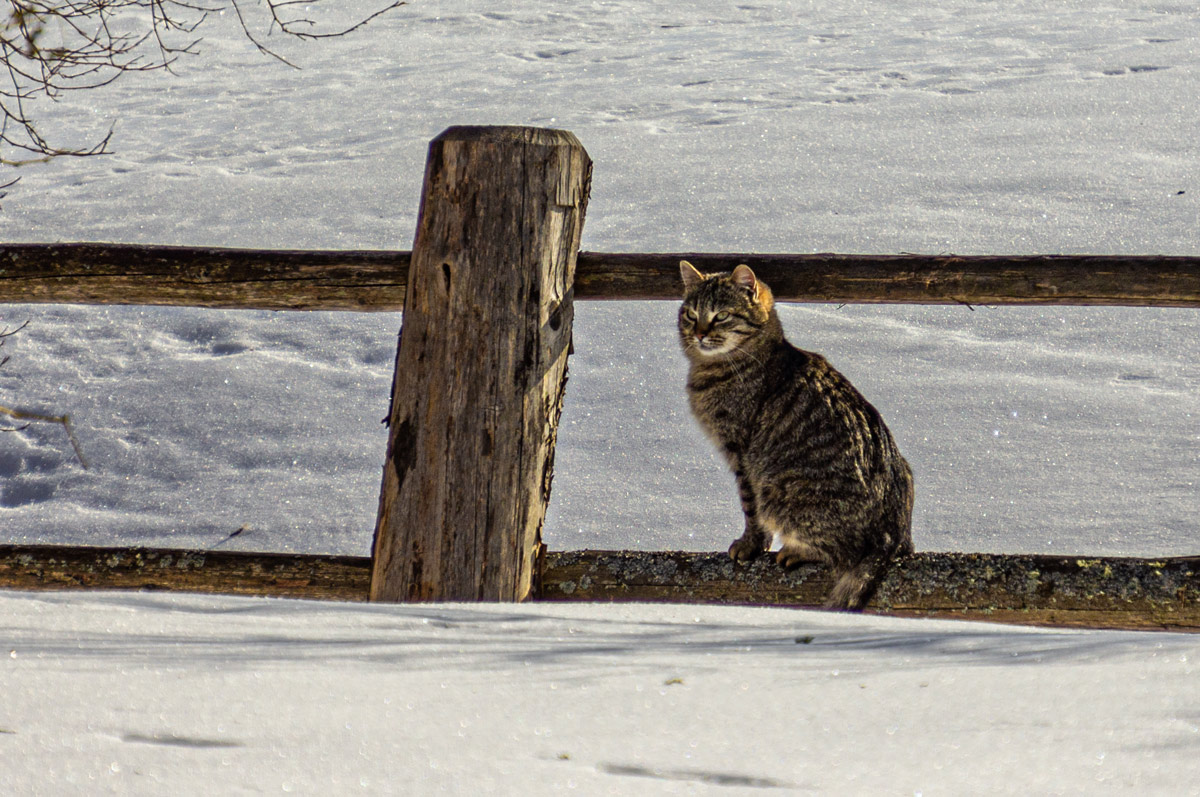 Хозяин двора