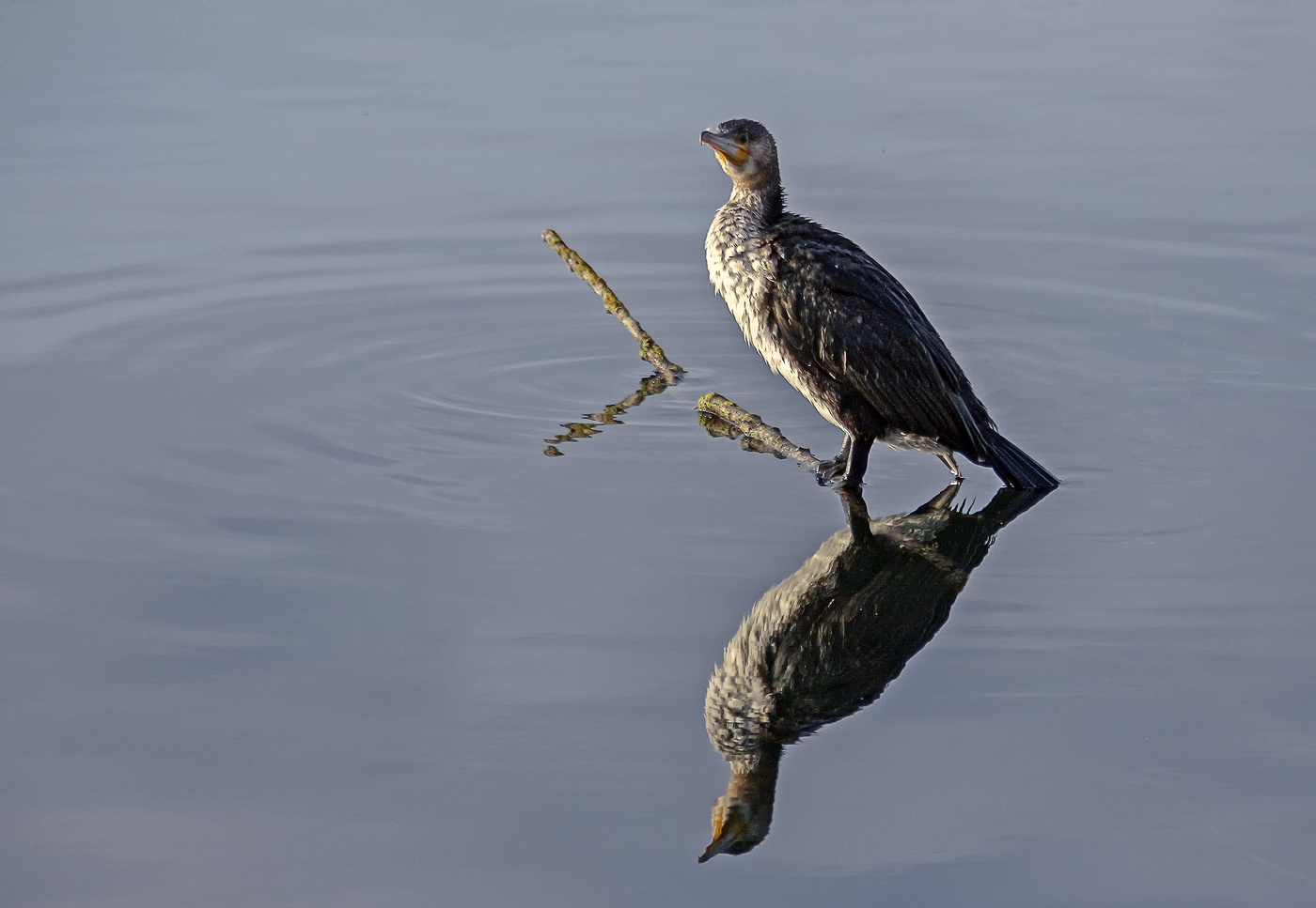 Два баклана