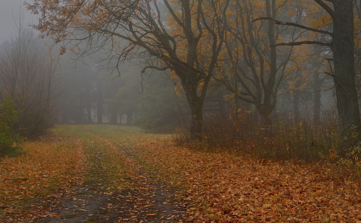 Туманное утро