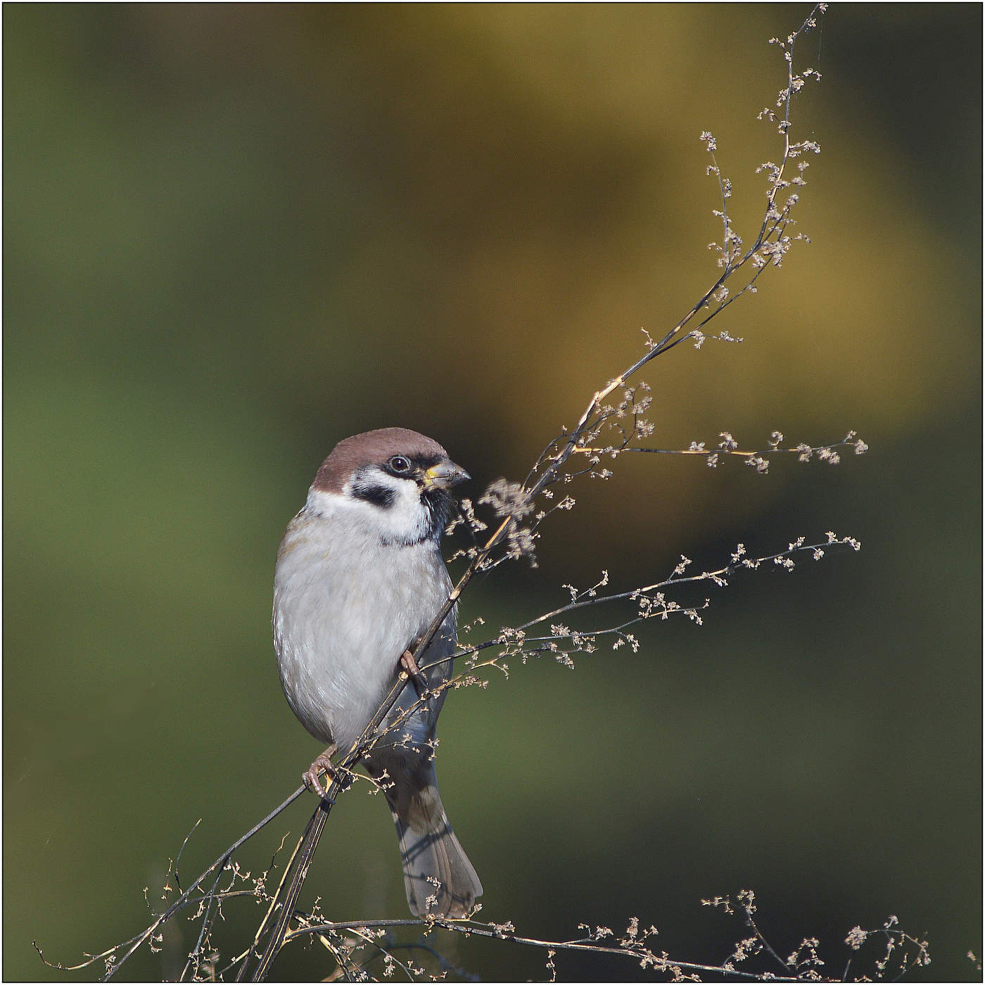 Уходит тихо Осень.