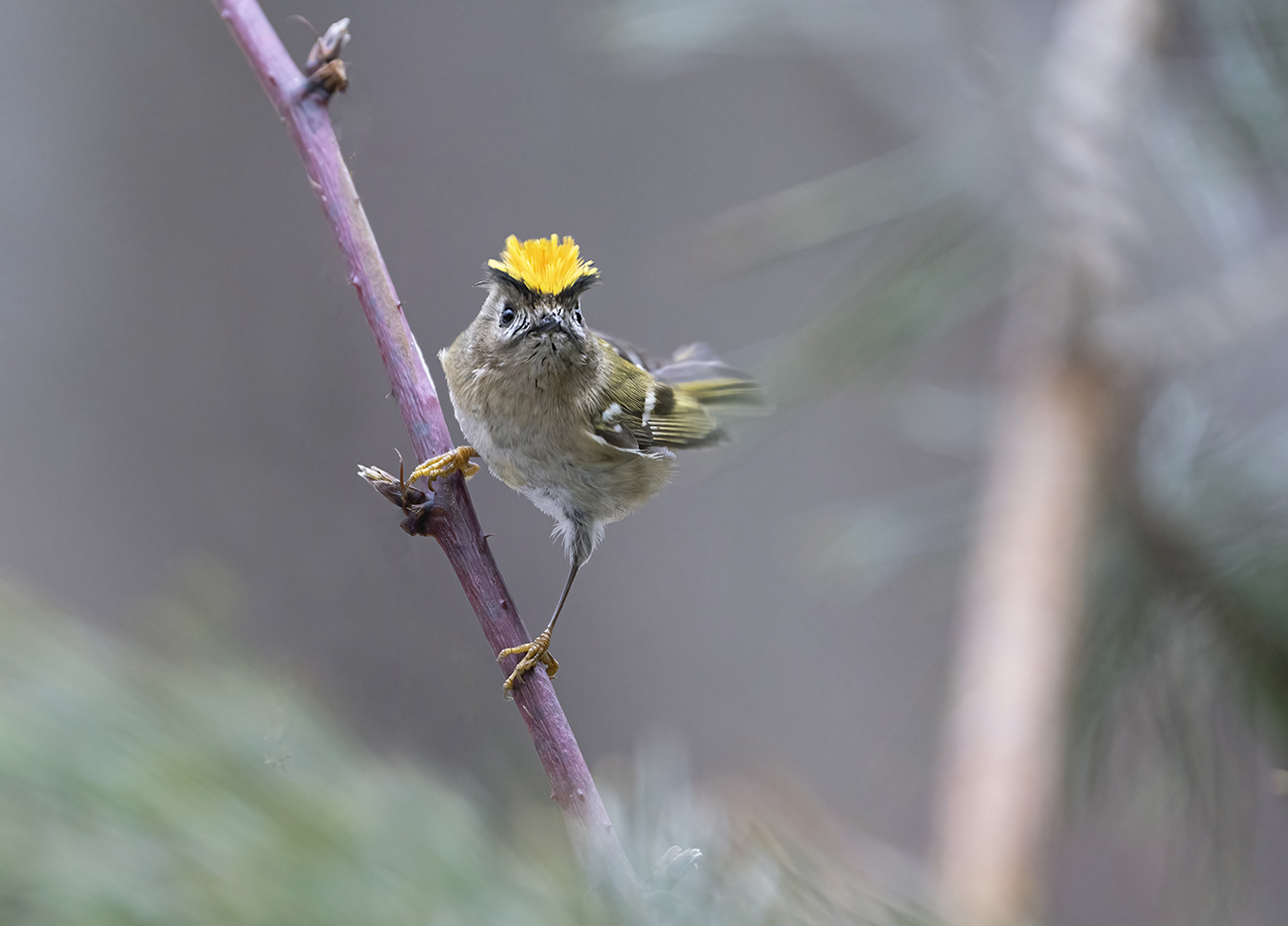"Одуванчик"