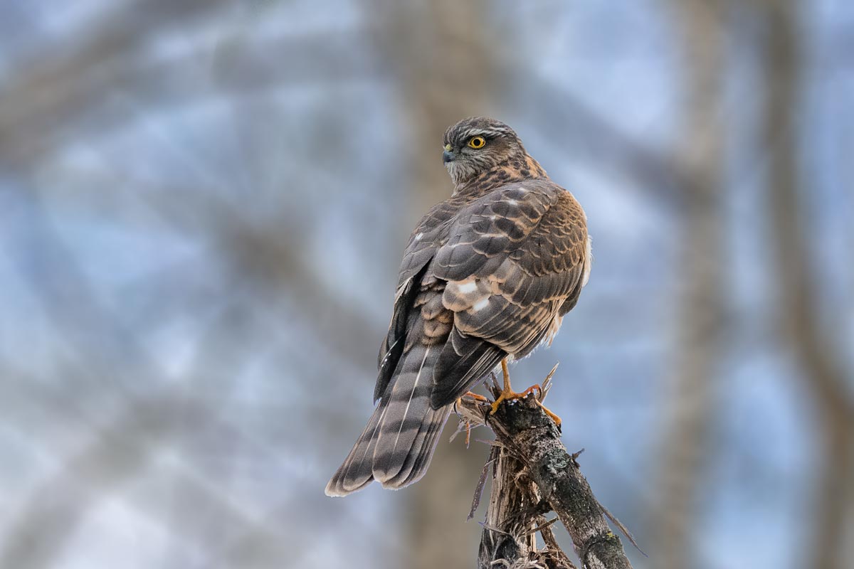Ястреб перепелятник.