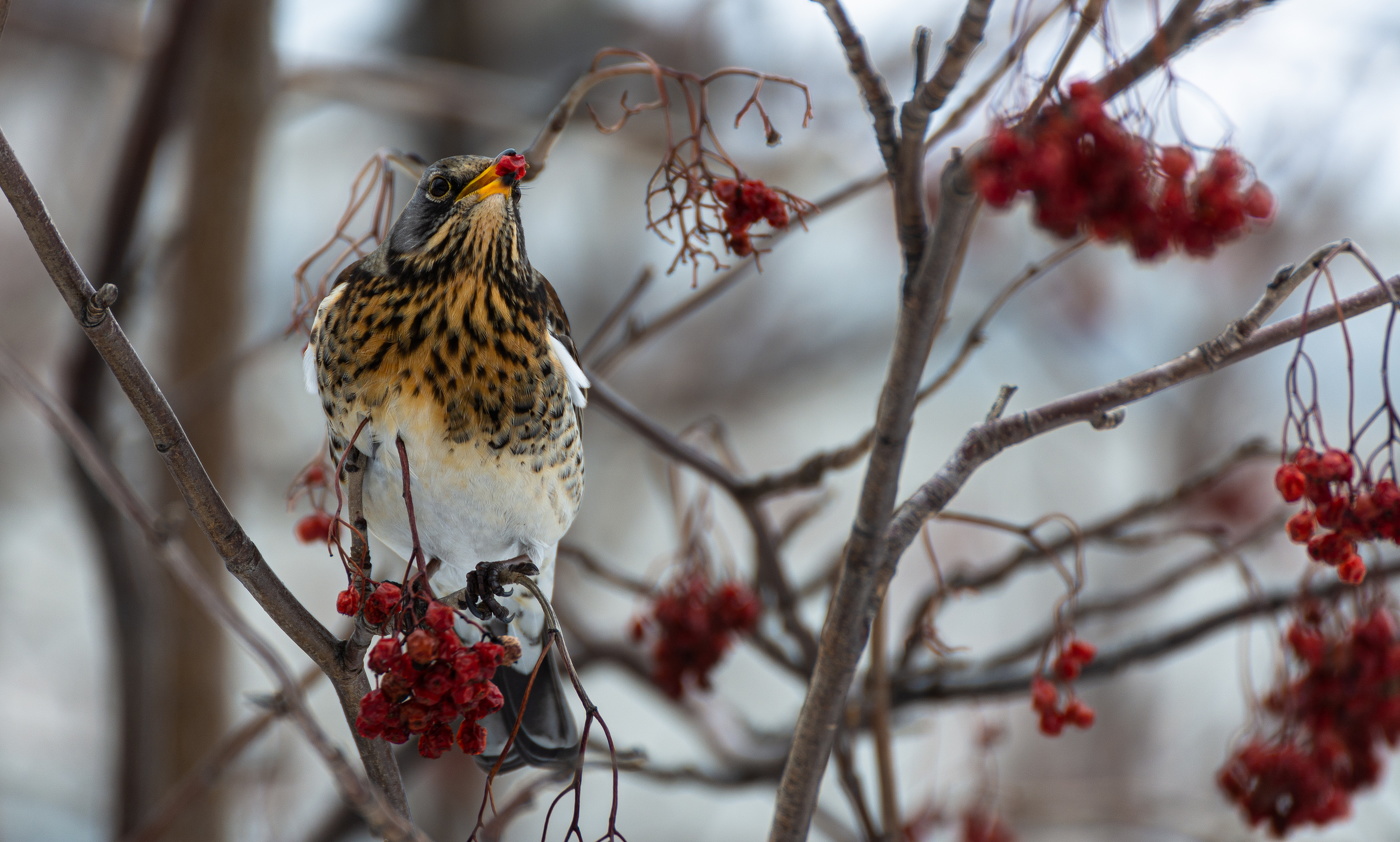 хороша рябинка