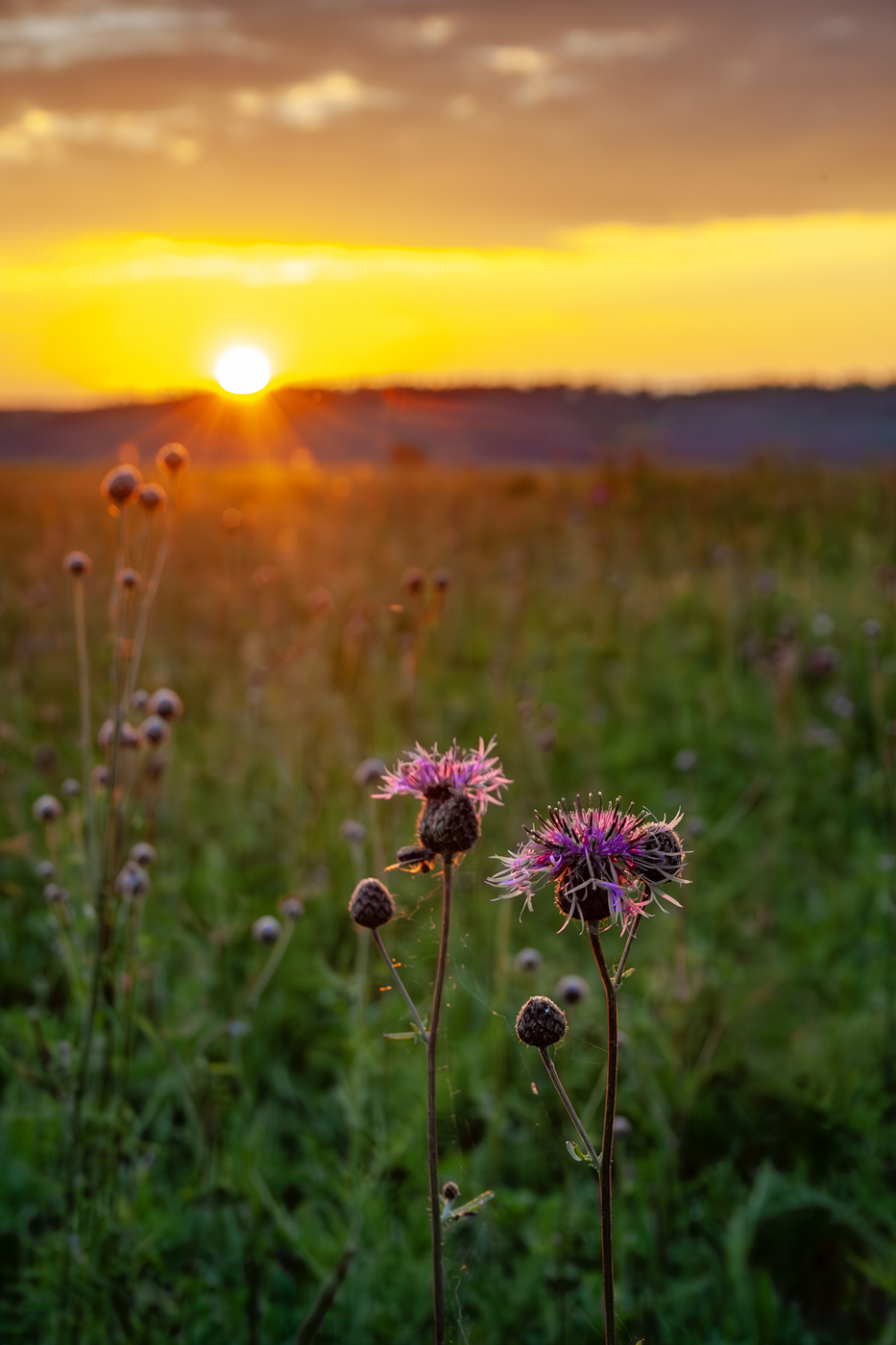 Вспоминая лето