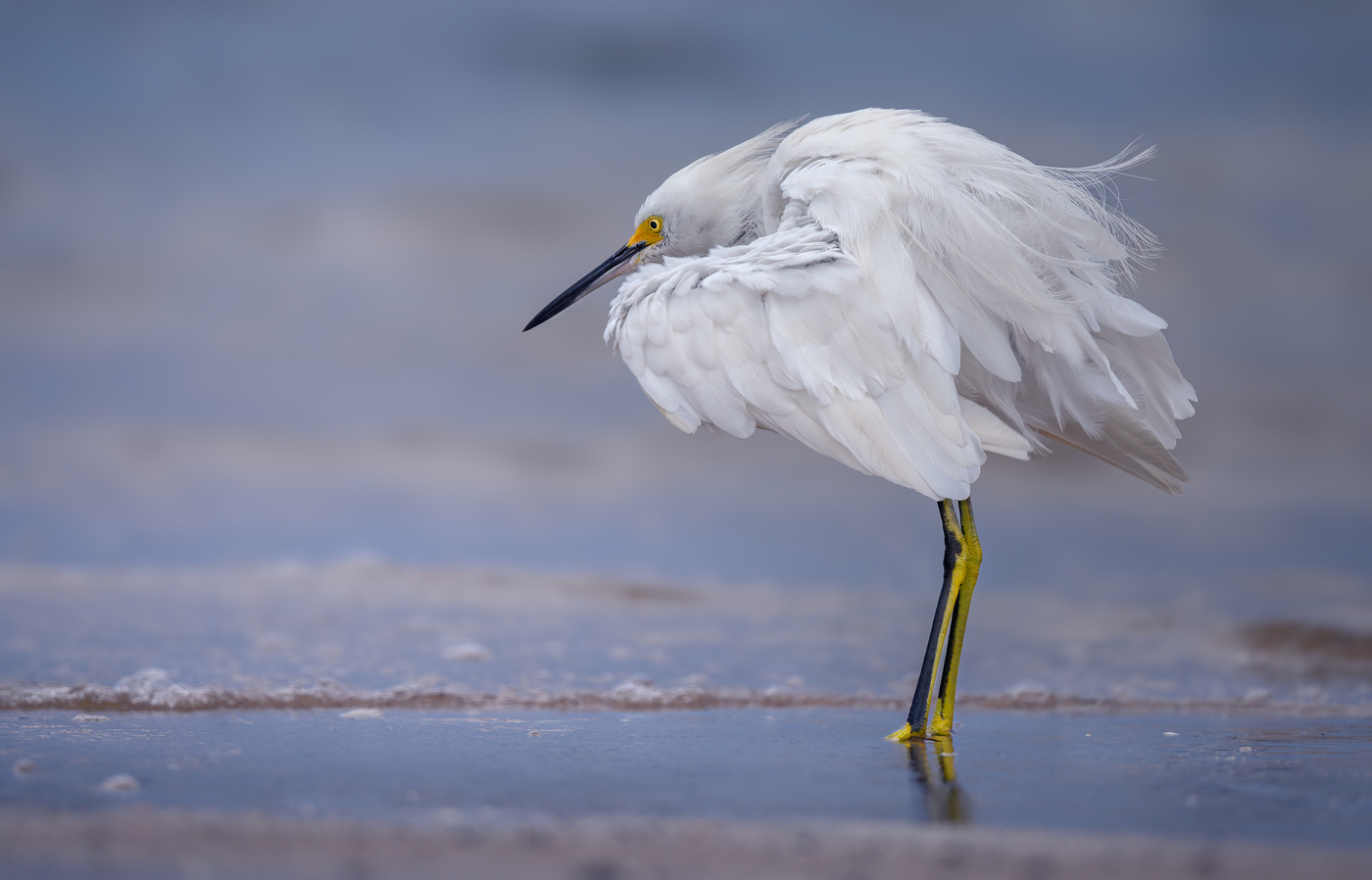 Snowy egret