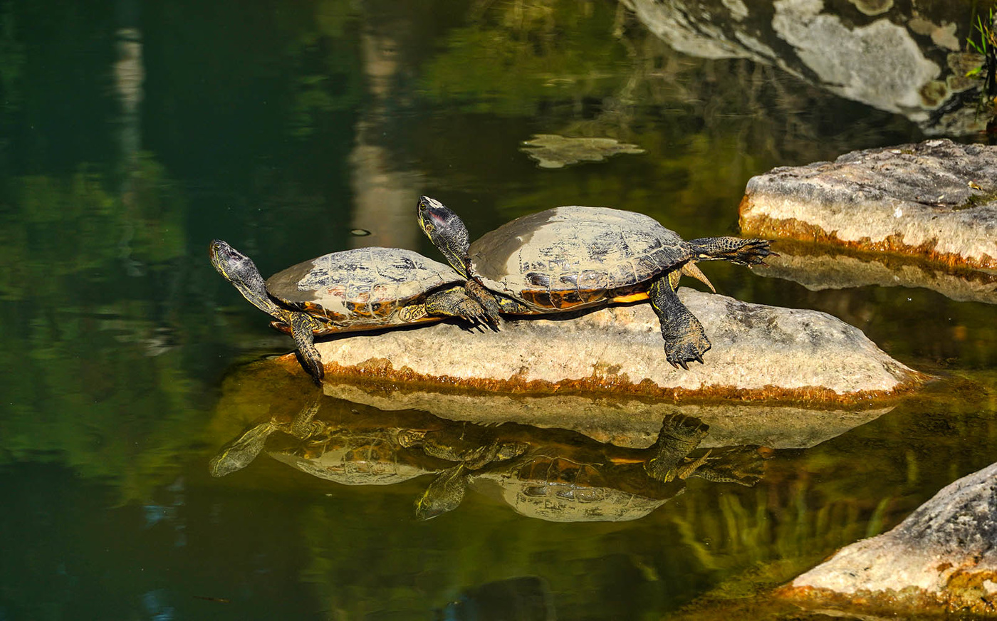 Греясь на февральском солнце