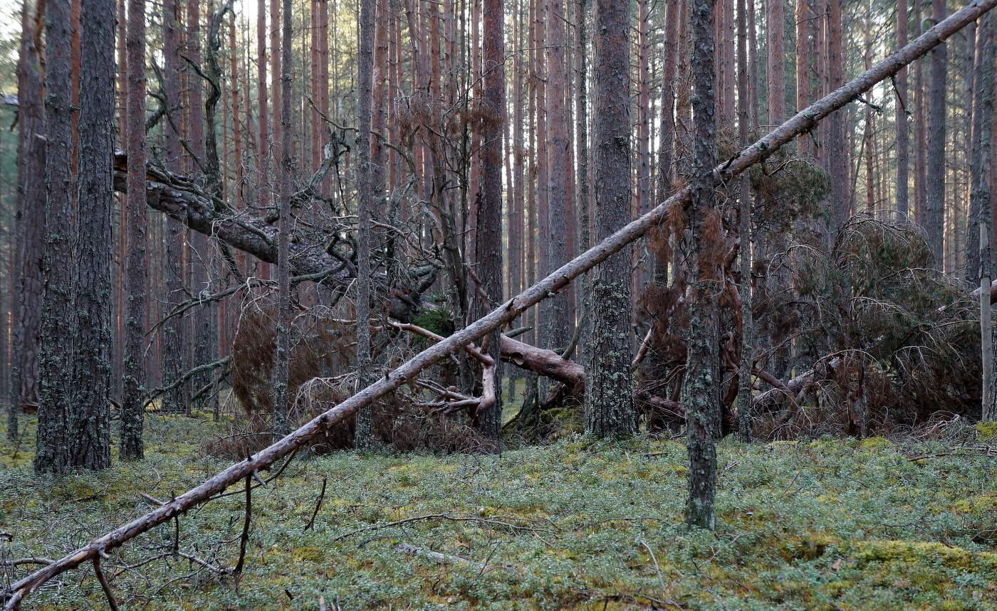 Скрещенье судеб