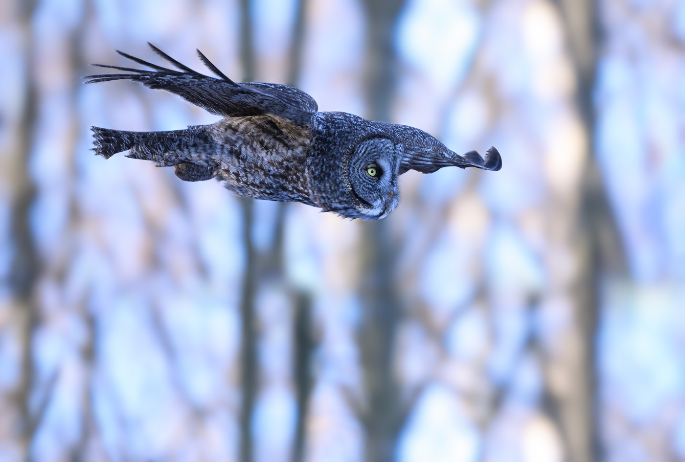Great grey owl