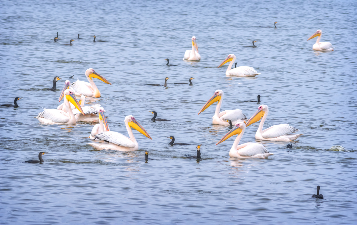 Броуновское движение