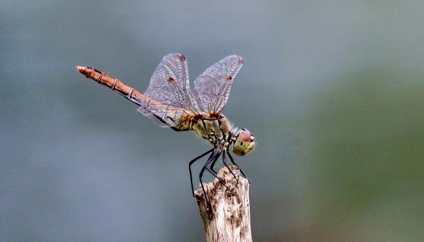 Живой вертолётик
