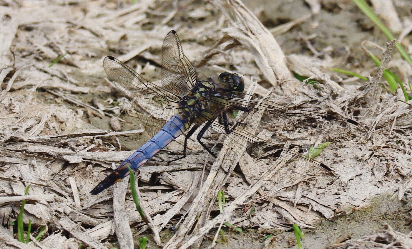 Cиний посланец