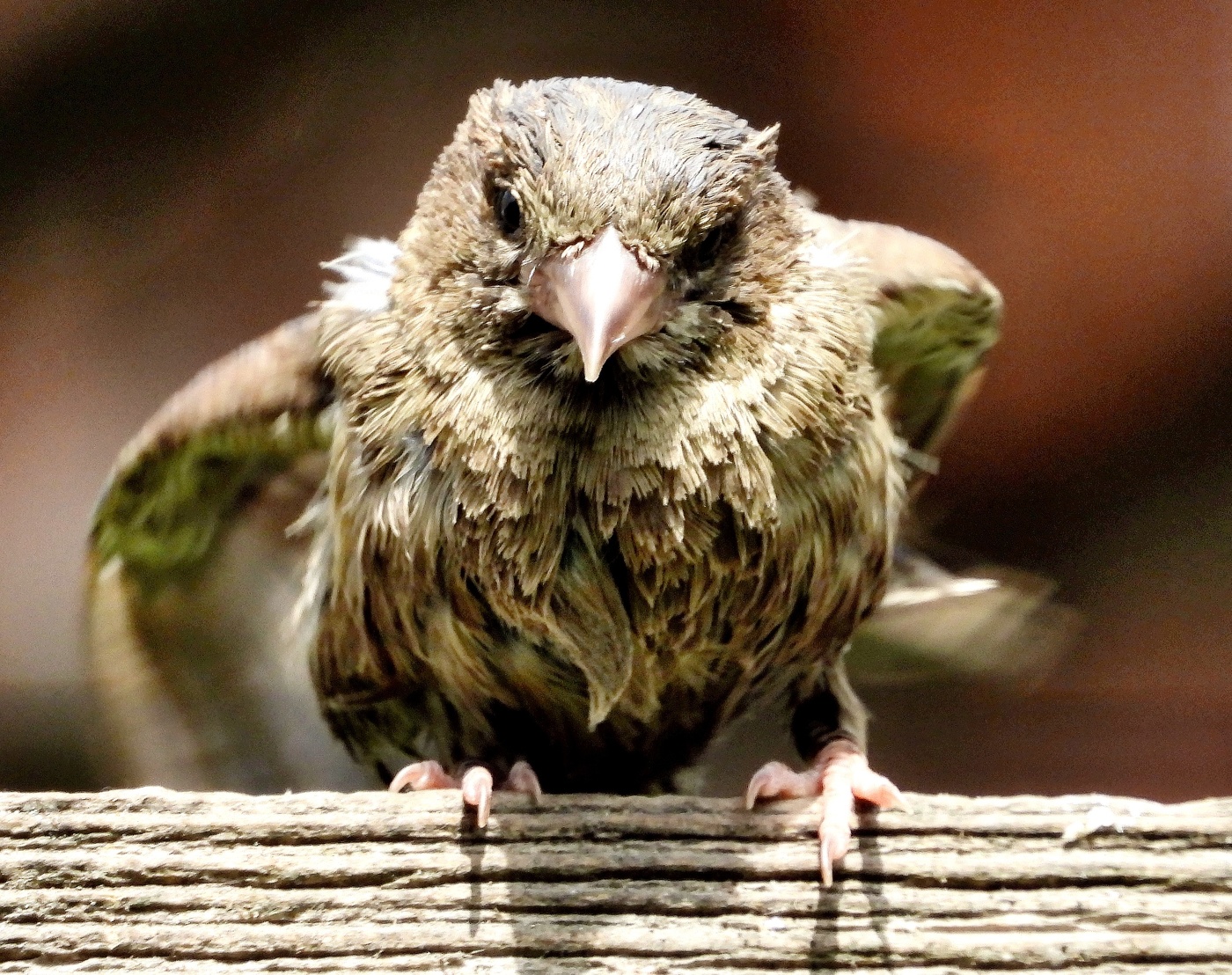 Очень серьёзный воробей