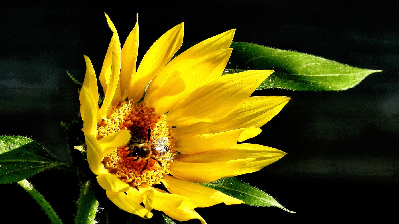 Пчела на комете улетающего лета