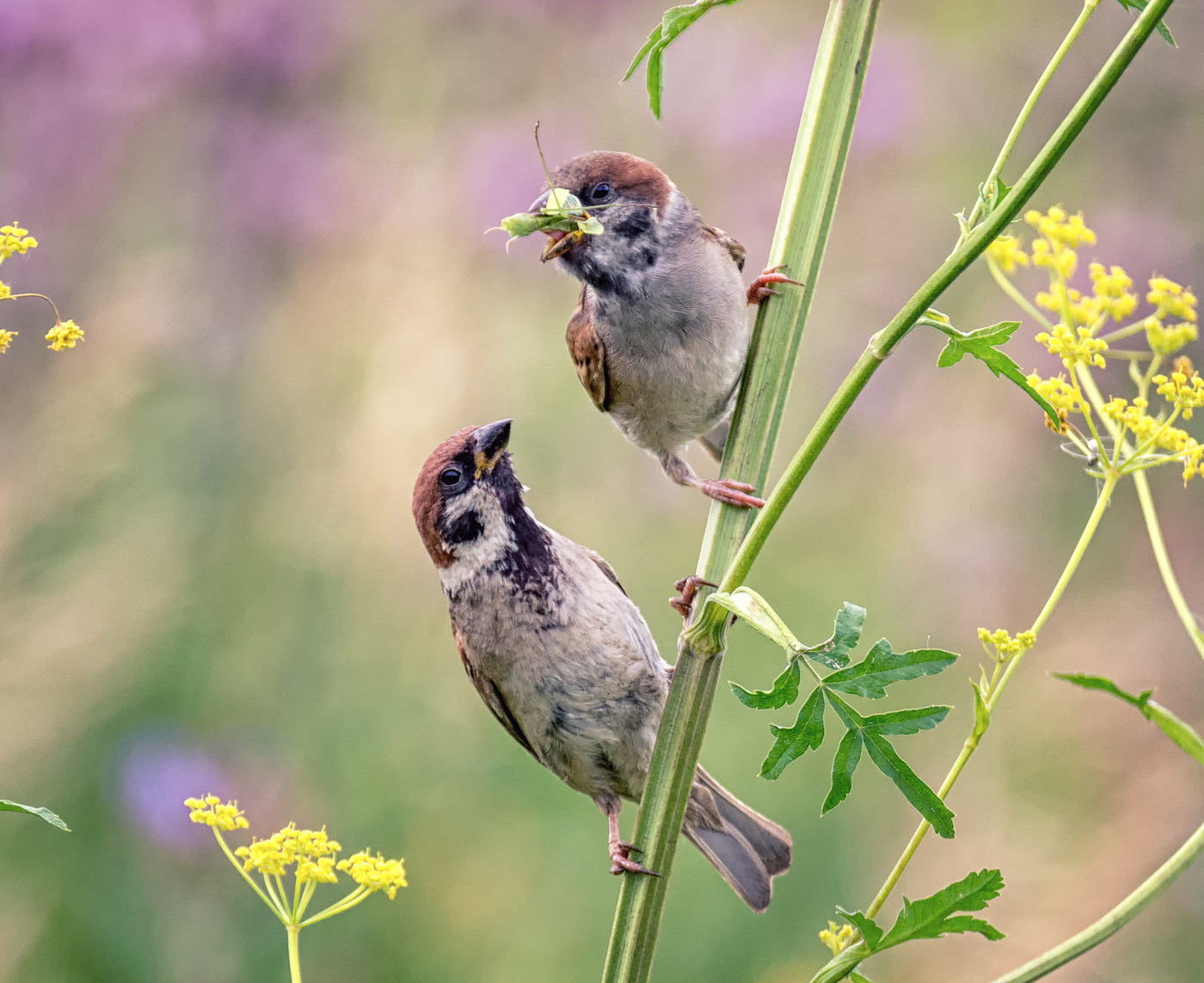 Кушай, родной!