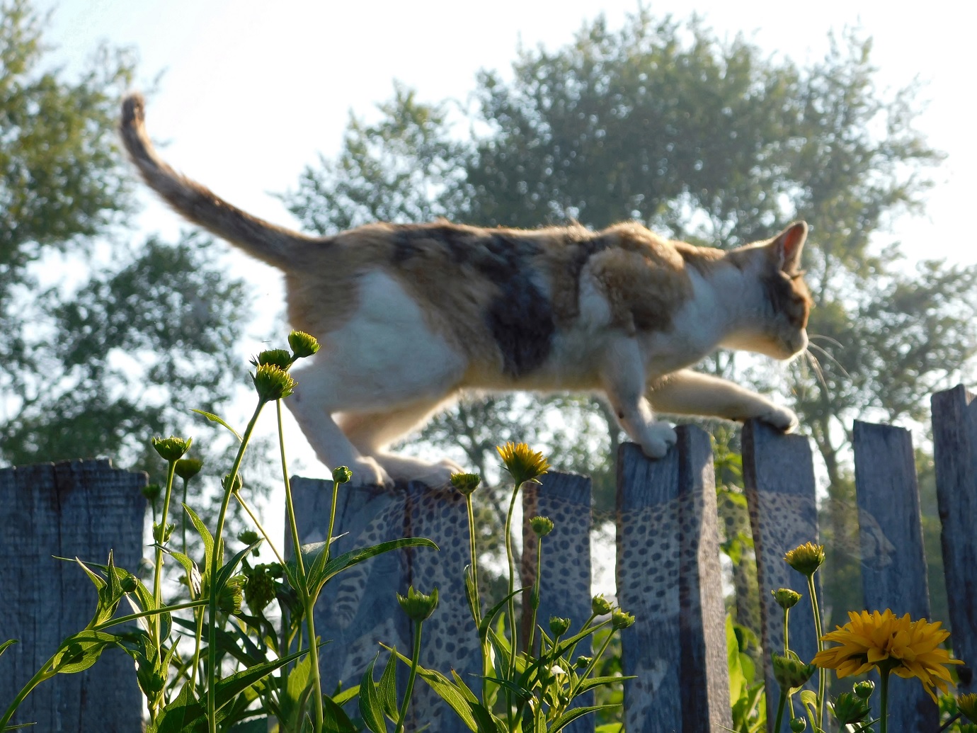 Неторопливая прогулка