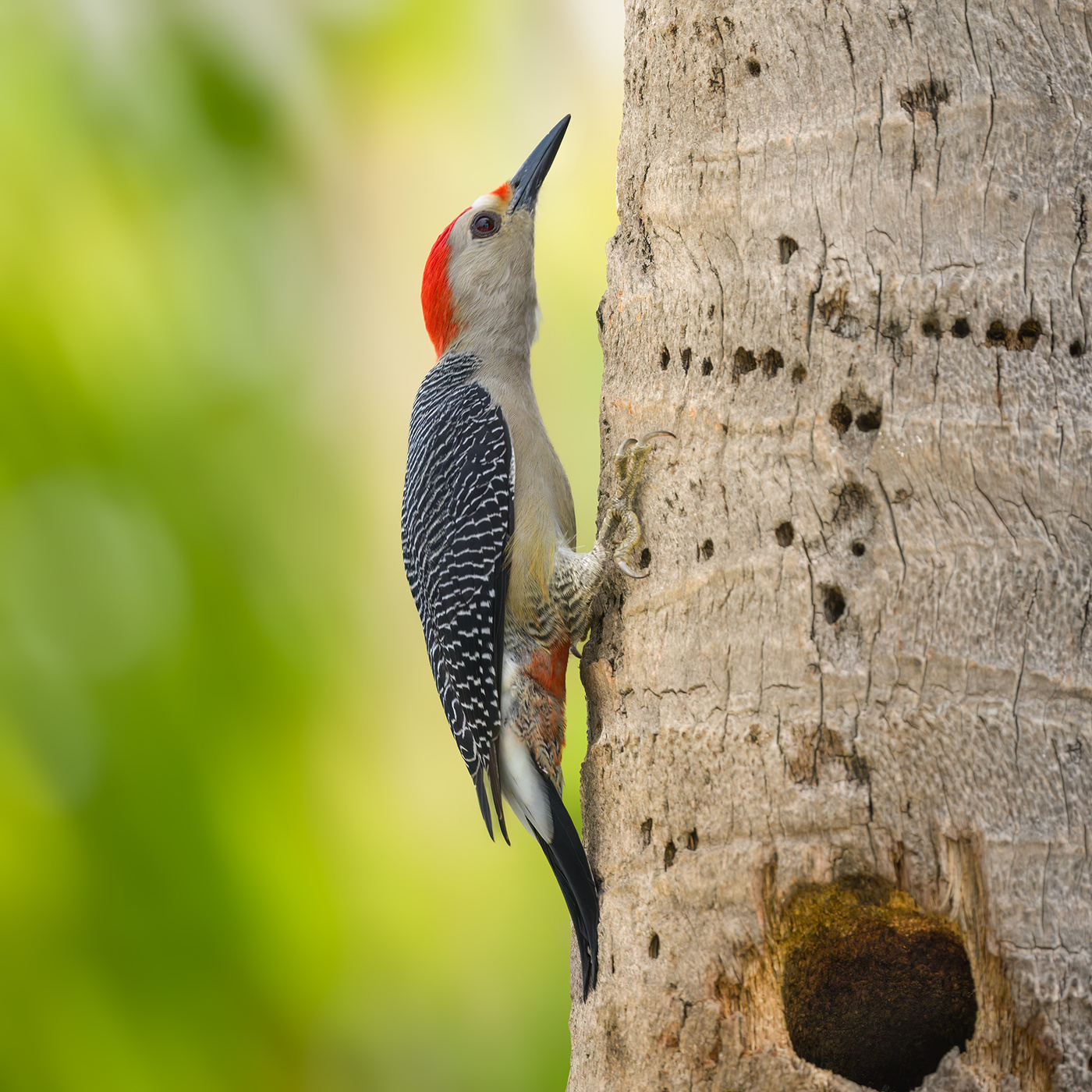 Golden-fronted Woodpecker