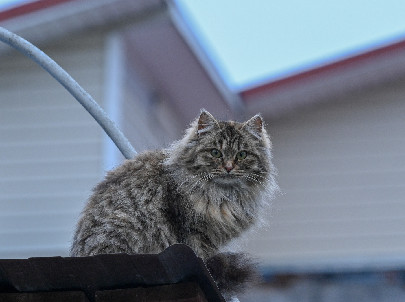 Кошачьи миры