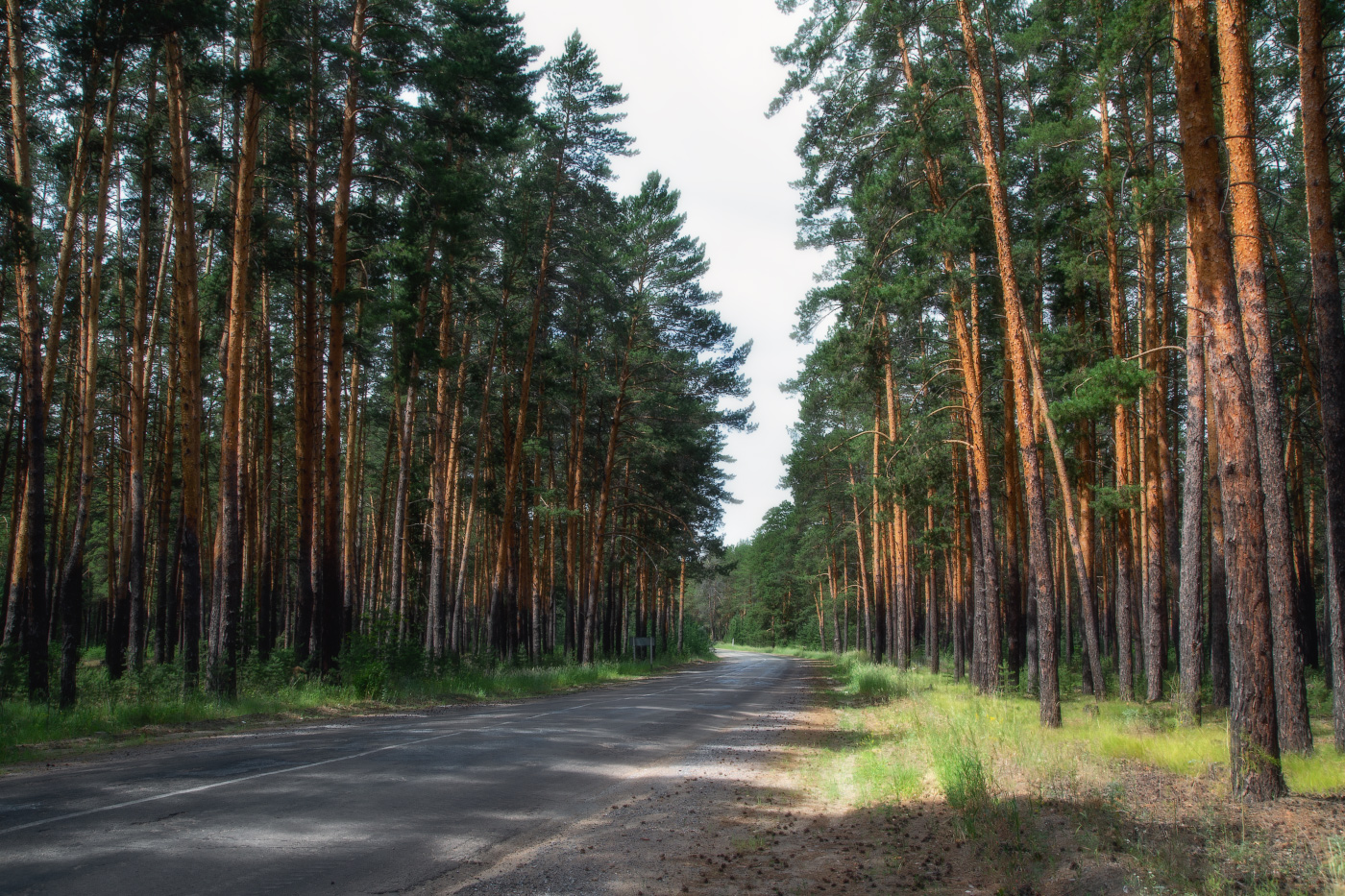 Лесная дорога
