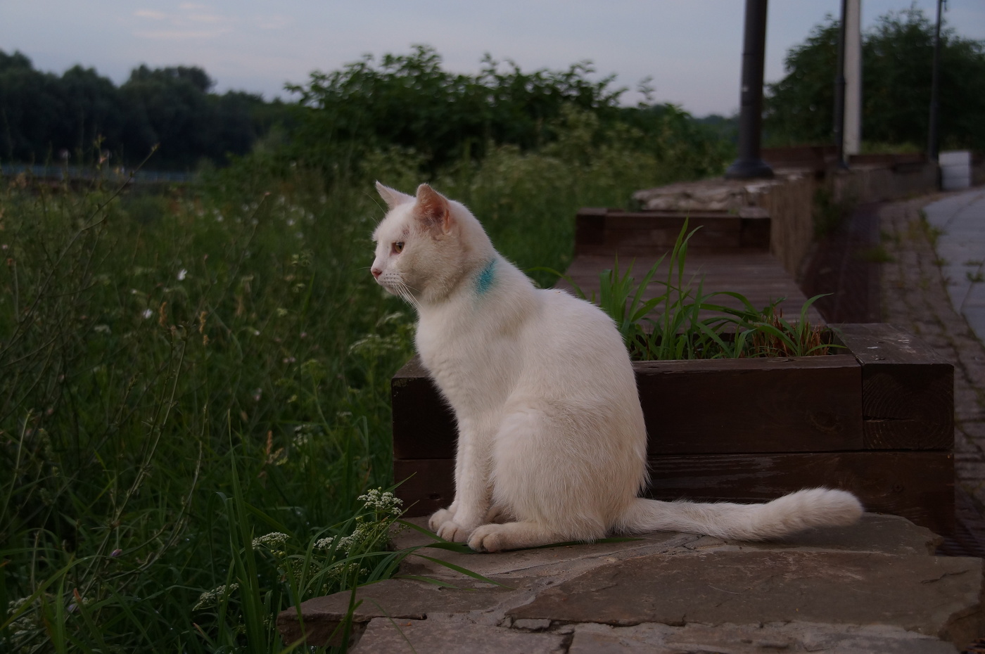 Белая кошка - эмблема любви