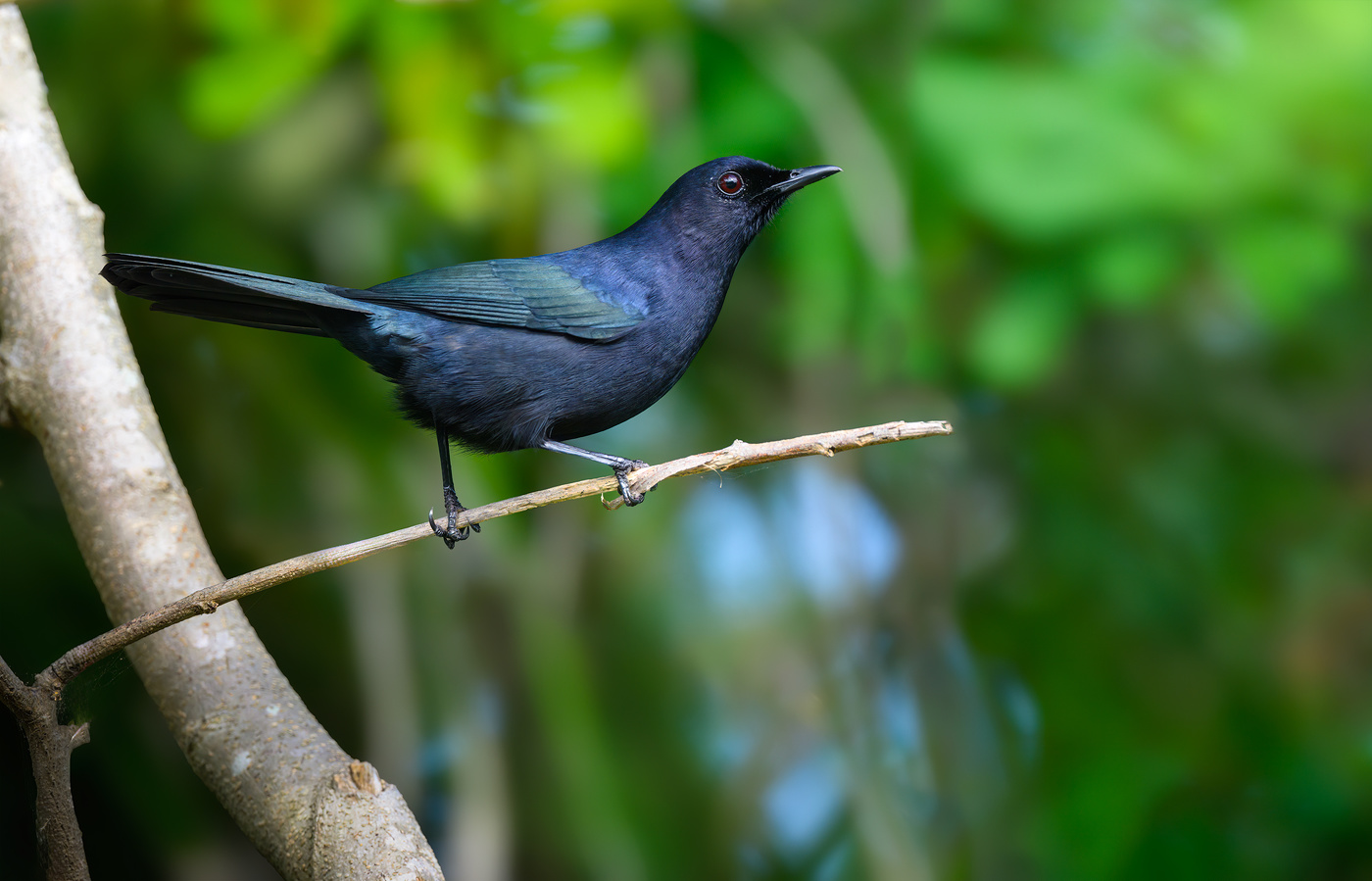 Black Catbird (Melanophila-flavirostris)