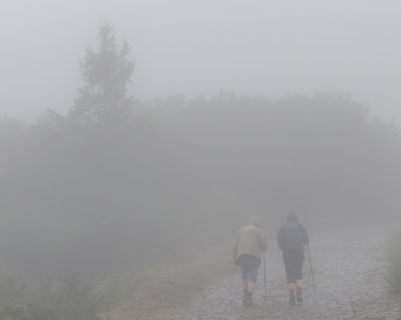За мечтами и за запахом тайги