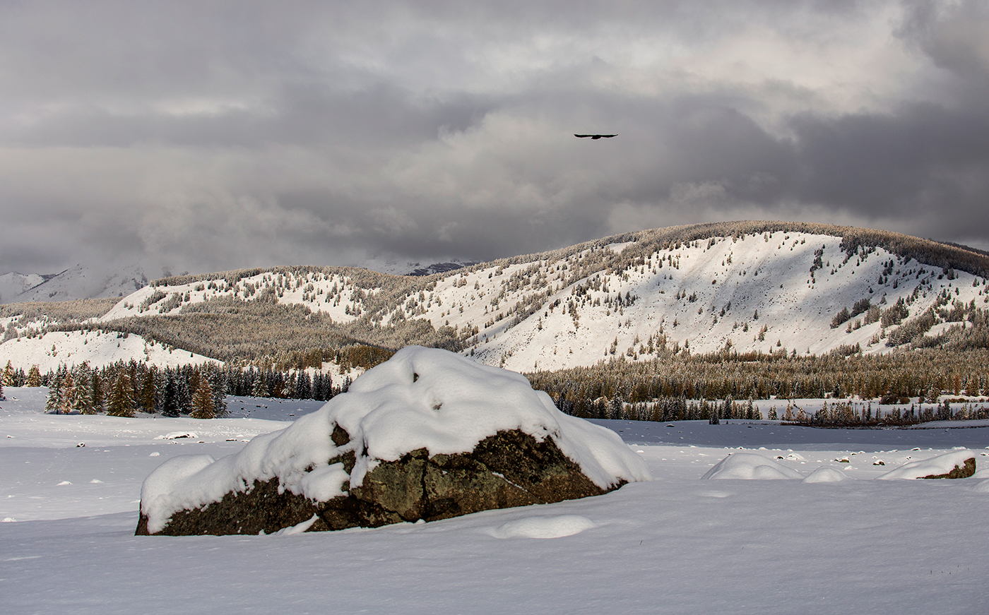 Полет беркута