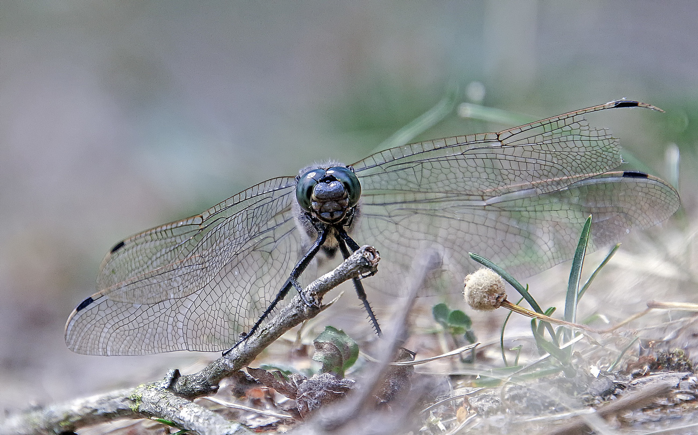 Попрыгунья