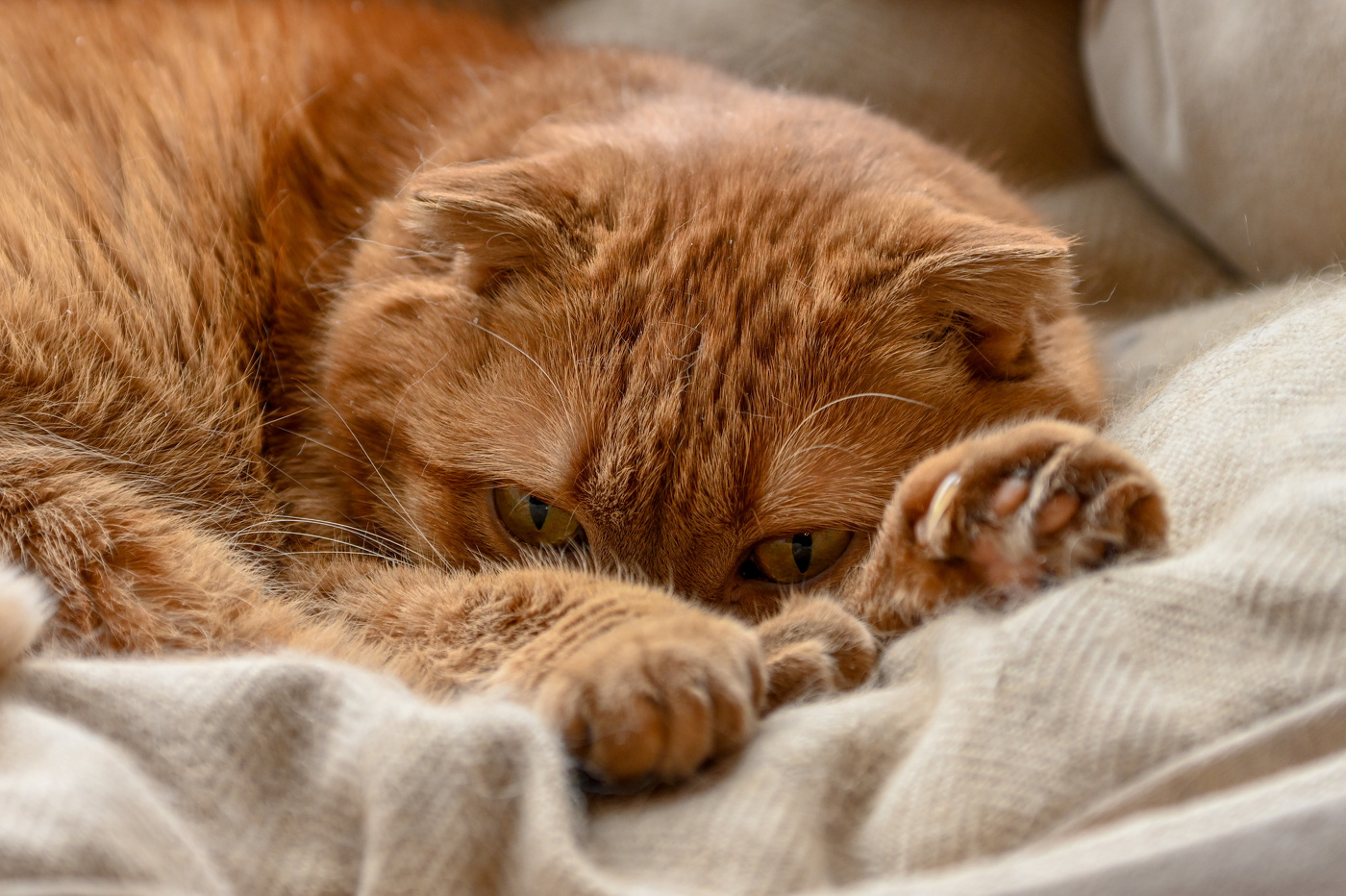 Кошачьи миры