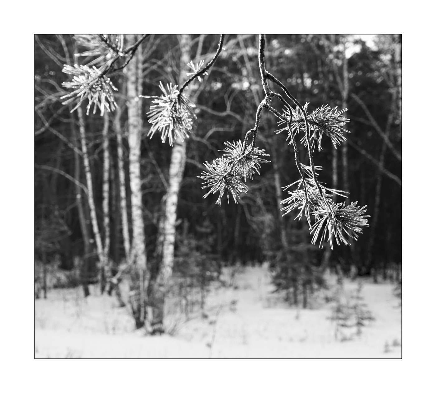 Сосновая веточка