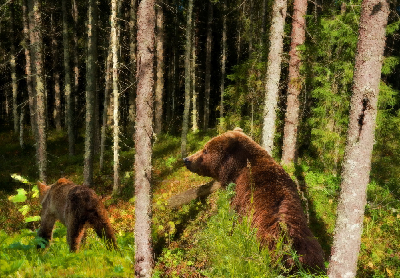 Утро в еловом лесу