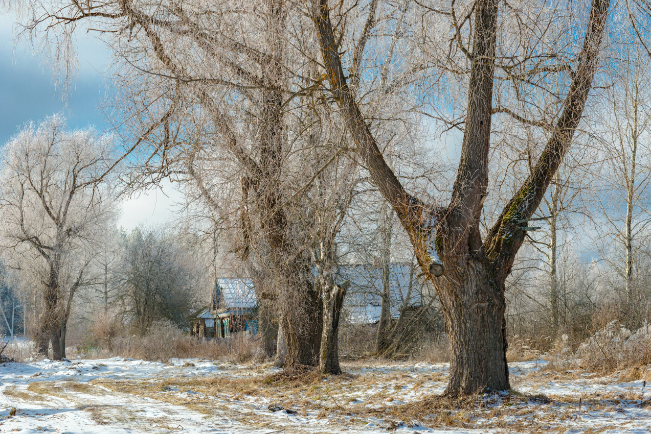 В старой деревне деревья большие.