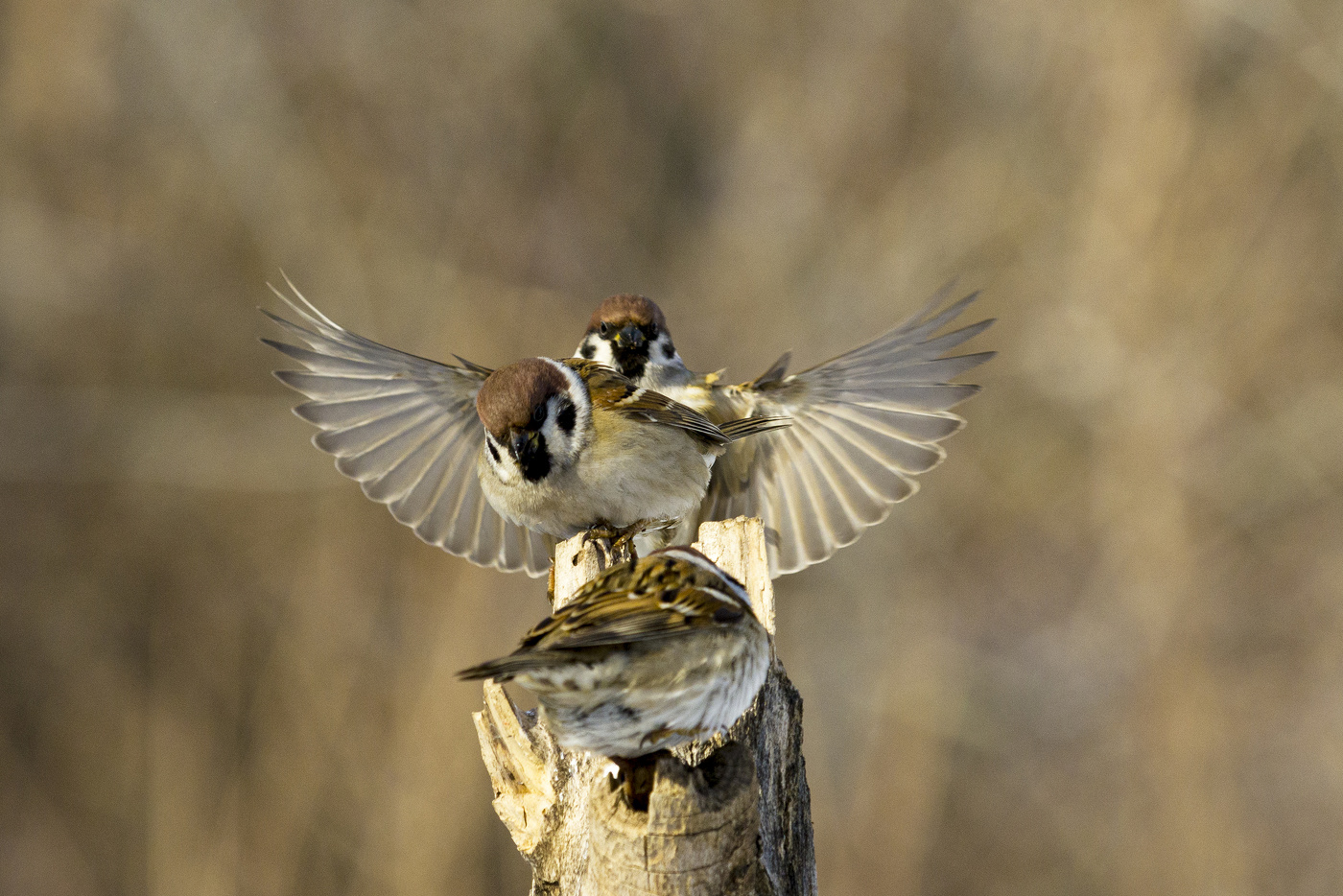 Рыбак в прошлой жизни