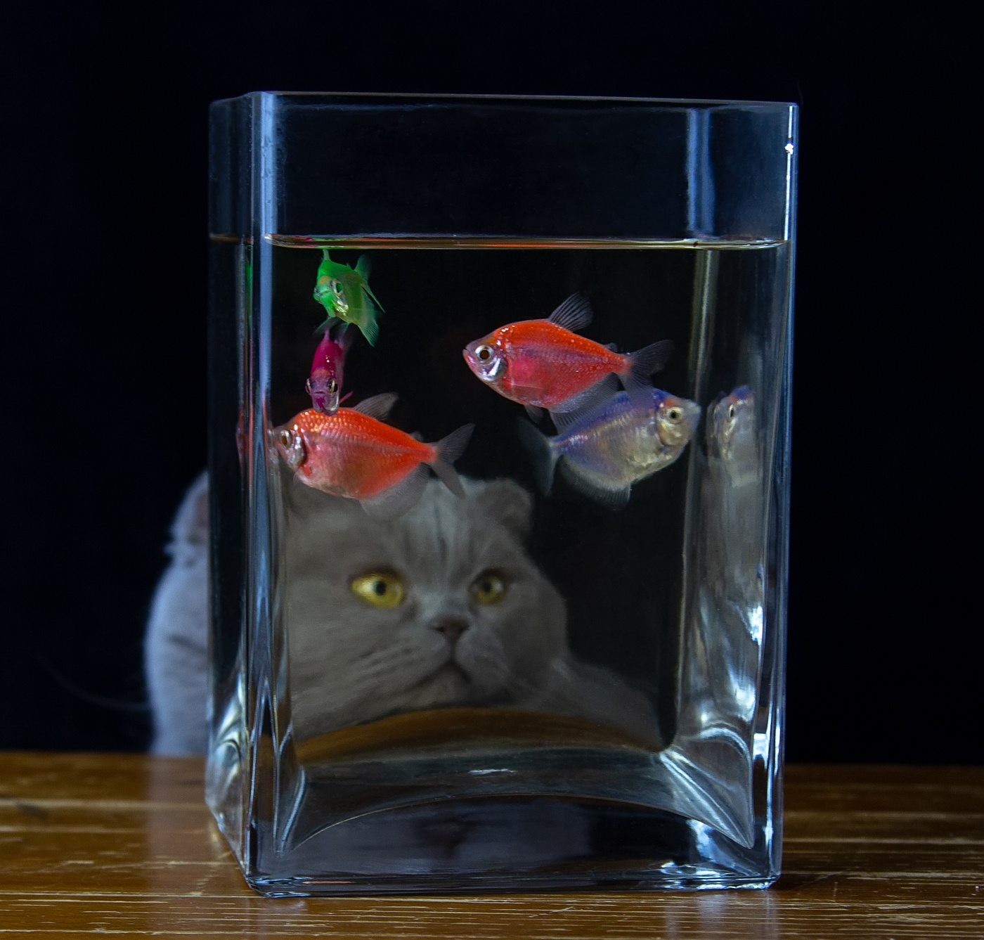 Наблюдатель