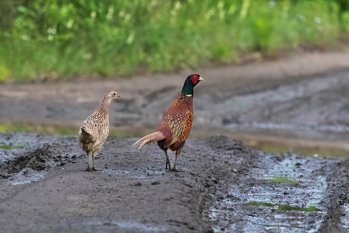 По дороге с фазанами