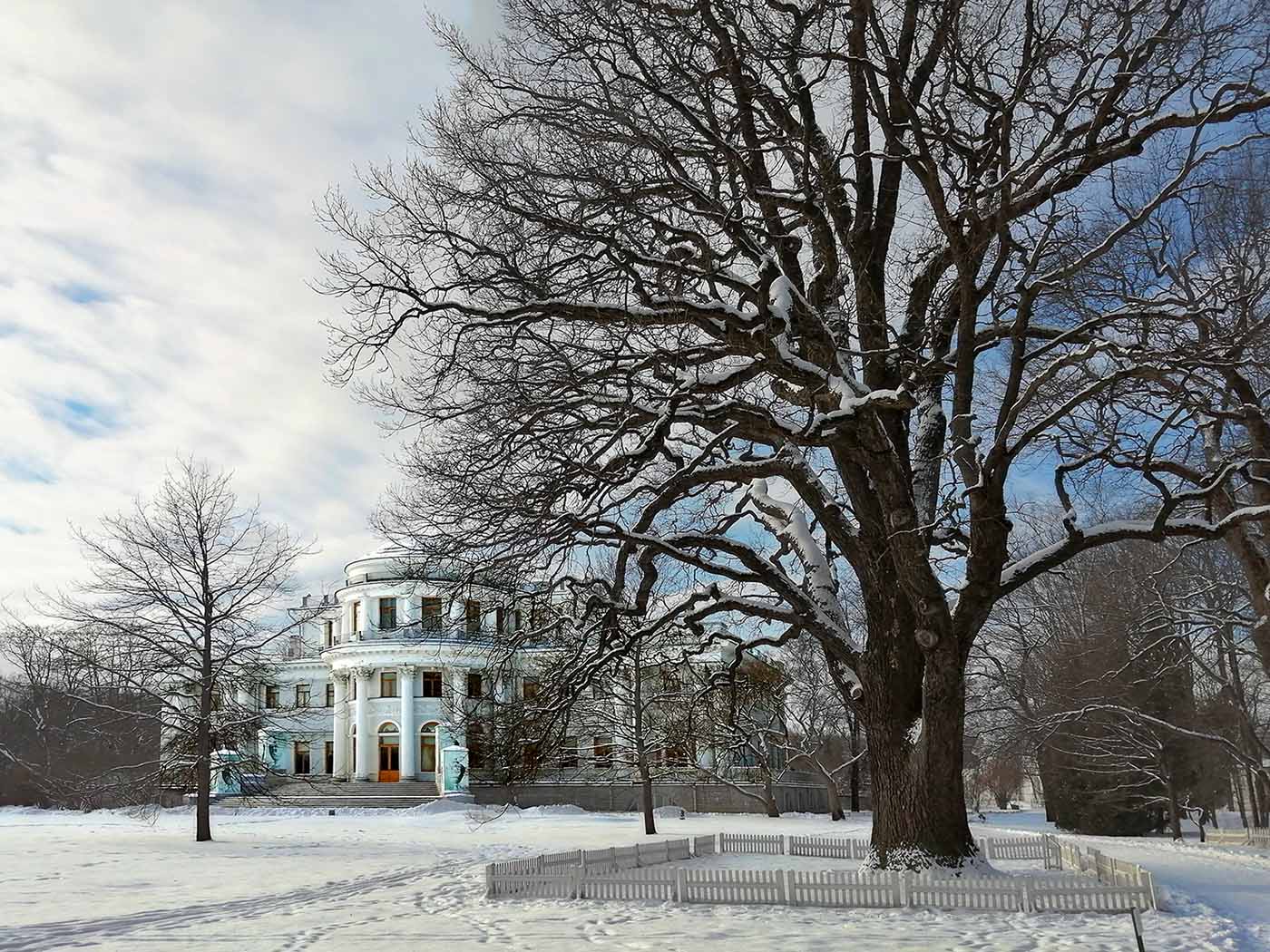 Елагин дворец и 300-летний дуб